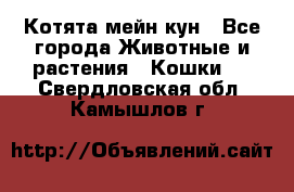 Котята мейн кун - Все города Животные и растения » Кошки   . Свердловская обл.,Камышлов г.